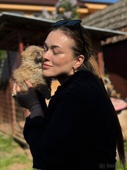 Oranžový špic -Pomeranian