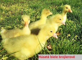 Predám húsatá biele brojlerové