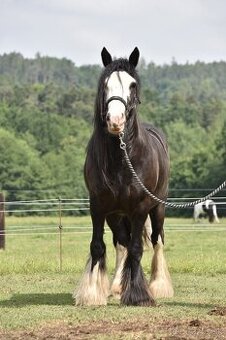 Irsky cob