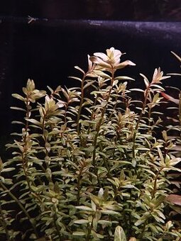 Akvariove rastliny