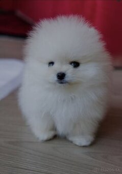 Pomeranian mini