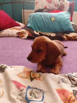 Jazvecik krátkosrstý