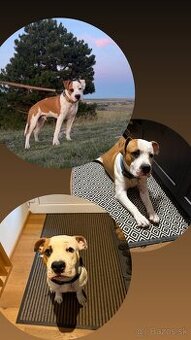 🦴 na Predaj Americký staford s PP – 8 mesiacov 🐾