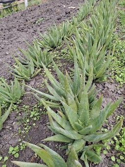 Aloe vera