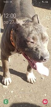 Predam americki Stafford terjer