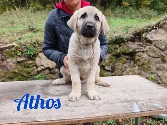 Kangal šteniatko s PP - 1