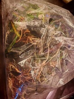 Rôzne cryptocoryne + iné po pretrhaní