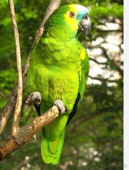 Kupim andulky mnichy a ine