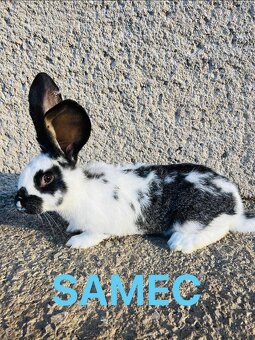 PREDÁM 4 mesačne kraliky kríženec NOS a BO