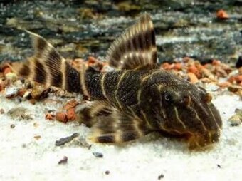 Panaqolus Maccus L162