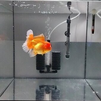 Fancy zlatá rybka (Oranda) – veľká, zdravá
