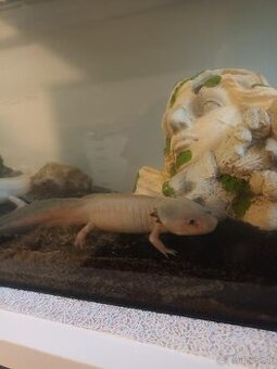Axolotl mexický