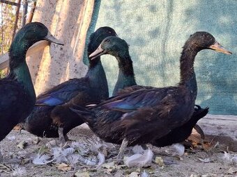 Kajuga káčer výmena alebo predaj