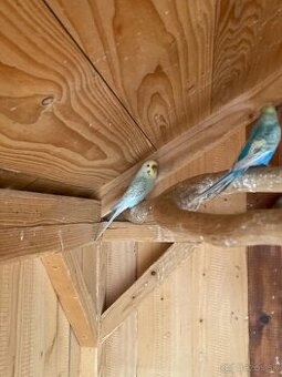 Výstavné zebričky a andulka