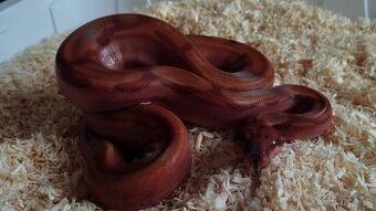 Boa