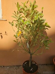 Calamondin panašovaný - Calamondin variegata