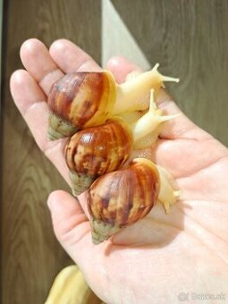 Africký slimák Lissachatina Fulica Fulica
