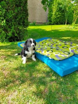 Border Kolia steniatka Border Collie