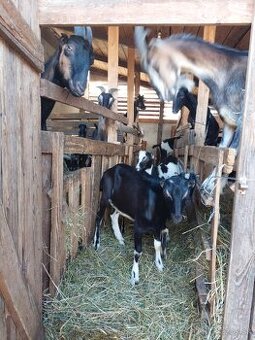 Lamancha
