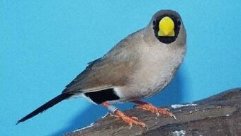 Predam samca Pasovnika skraboskoveho (2024)