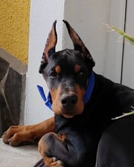 DOBERMAN ŠTENIATKA S FCI P.P