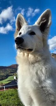 Biely švajčiarsky ovčiak s PP