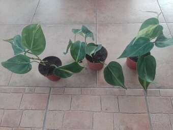 Pholdendron Scandens 1ks/3,80€+pošta