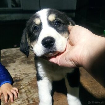 stredoázijský ovčiak