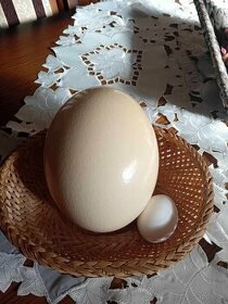 Vajcia pštros africký