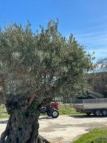 450 ročný olivovnik