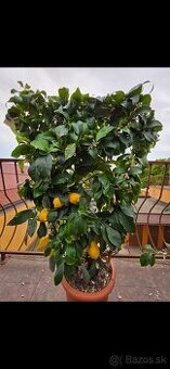 Predam krasne citronovniky...