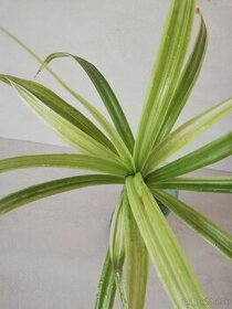 Pandanus