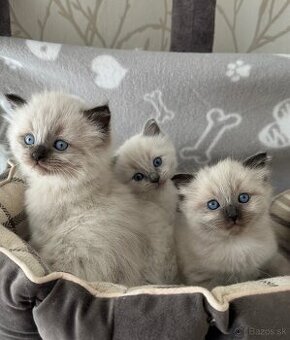 Ragdoll kocúrikovia