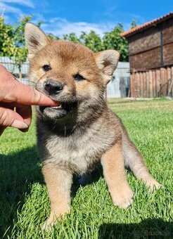 Shiba inu psýky s PP