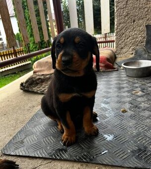 Predám šteniatka Rotweiller x Kopov