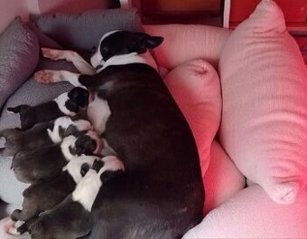 Boston Terrier,Bostonský teriér,Boston