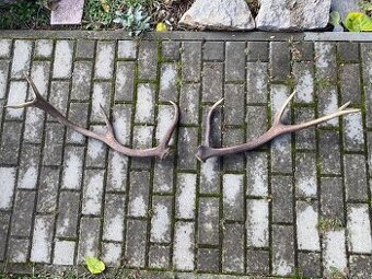 Jelenie zhody / parohy 62cm