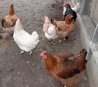 Predám sliepky, kohúta, kačicu,husy .. - 1