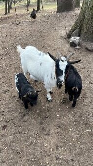 Holandska mini koza s kozliatkami (Martin)