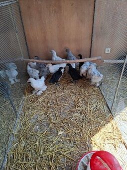 Araukány Ayam cemani Brahmanky Hodvábničky