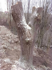 lipove drevo - 1