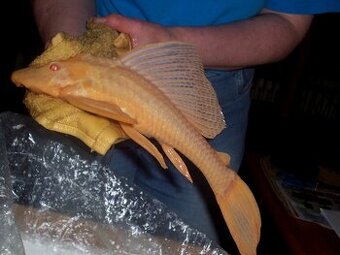 L165 albino Gibbiceps Pleco+mix