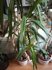 izbova rastlina, dracena vysoka 2.60 m