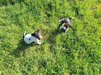 Jack russell terier.