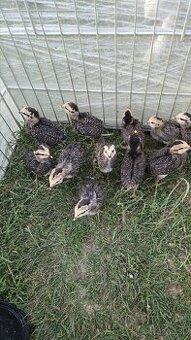 Araucana kuriatka