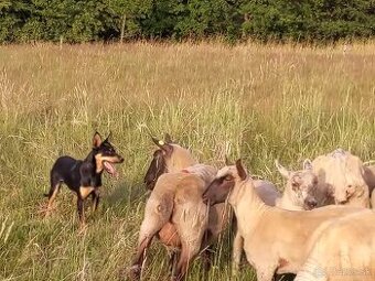 Psi working kelpie na pasenor