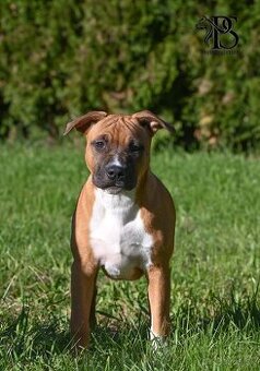 Americký stafordšírsky teriér