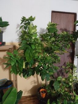 Citrus pomarančovník mandarinka