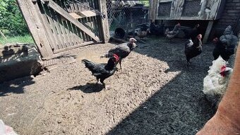 Predám kohútov vyliahnutých 29.1. 2025