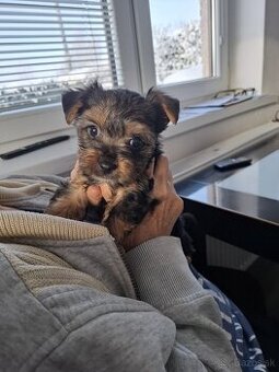 Yorkshire Terier
